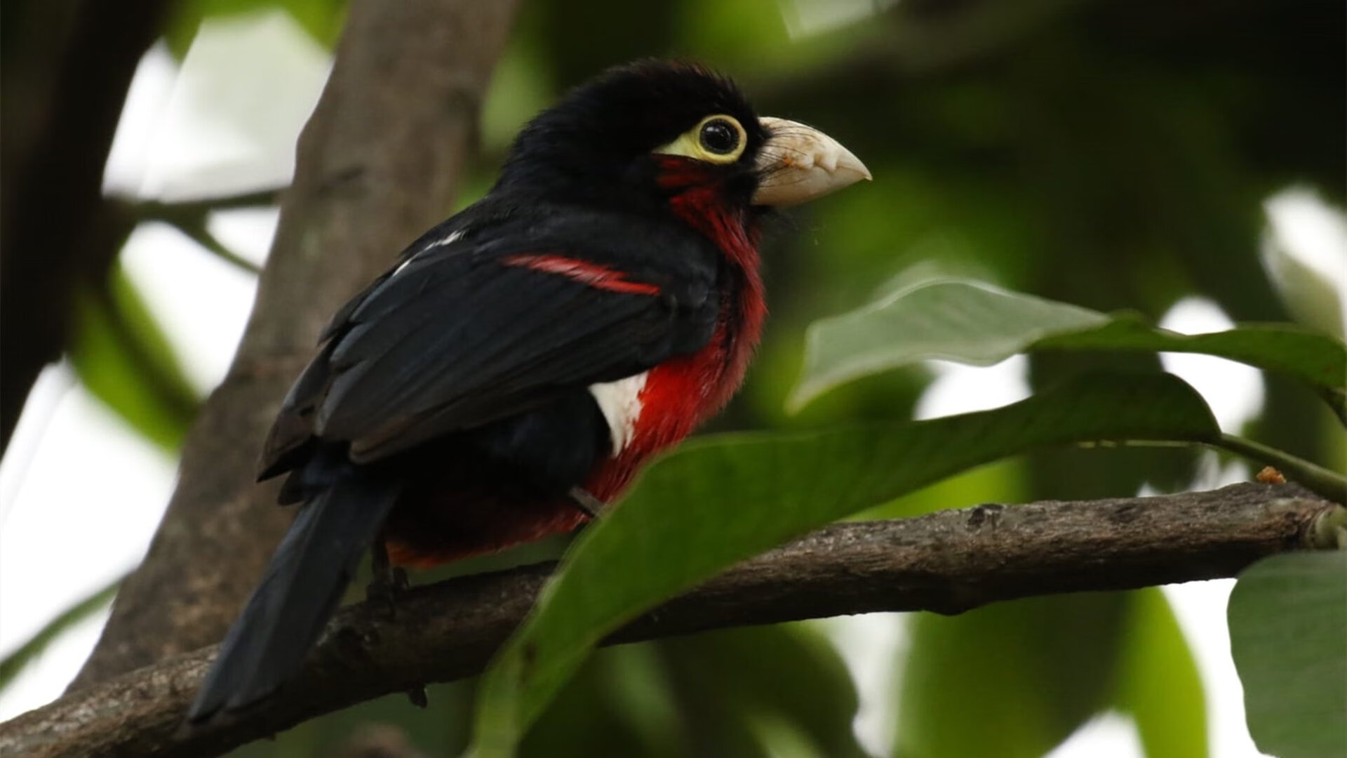 快船爆冷!,快船爆冷不敌鹈鹕