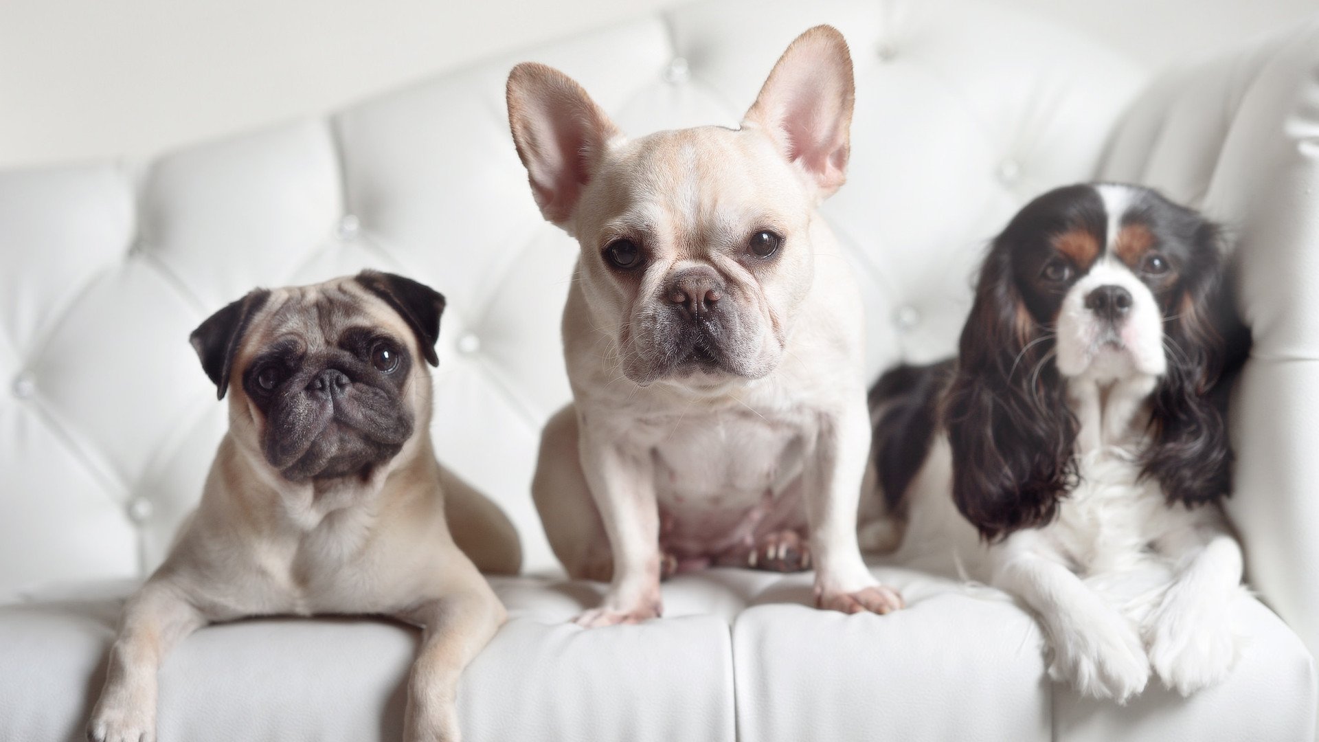 开云体育移动版-世界滑雪锦标赛：中国代表团取得历史最佳成绩，世界滑雪比赛